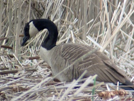 Constitution Marsh 4-17-10